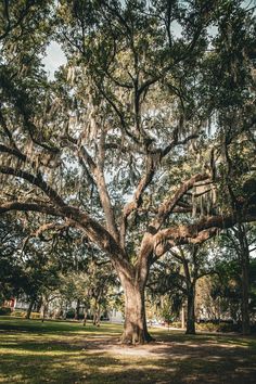 a large tree with spanish moss hanging from it's branches in the middle of a park