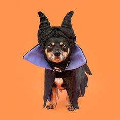 a small dog dressed up like a demon with horns and wings on its head, standing against an orange background