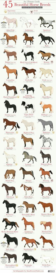 the different types of horses are shown in this diagram, and each horse has its own name