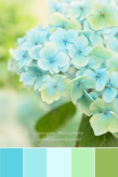 a blue flower with green leaves in the center and color swatches on the bottom