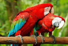 two colorful parrots sitting on top of a wooden stick together in front of trees