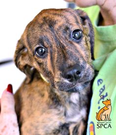 a small brown dog sitting on top of a person's lap