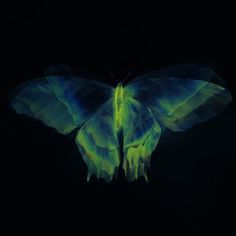 a green and blue butterfly in the dark