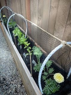 an outdoor garden with plants growing in it and netting around the planter box area