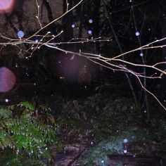 rain falling on the ground in front of some trees and bushes at night with bright lights