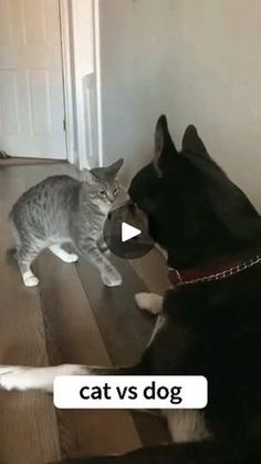 Cats Attacking, Cat Vs Dog, Pets Funny, Cute Cats And Dogs, Some Funny Videos, Dogs Cats, Funny Moments, Funny Dogs, Cool Gifs