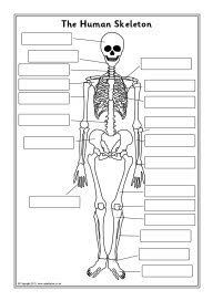 the human skeleton worksheet with labels and diagrams for kids to use on their body