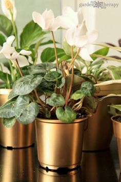 three potted plants with white flowers in them on a black countertop next to a mirror