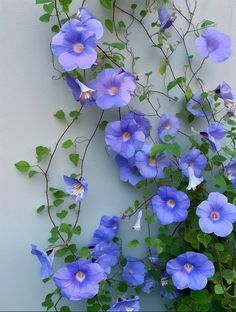 blue flowers growing on the side of a building