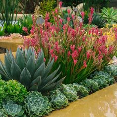 a garden filled with lots of different types of flowers and plants next to each other