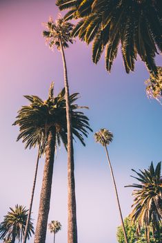 three tall palm trees against a blue sky