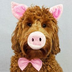 a close up of a dog wearing a pink bow tie and a fake pig nose