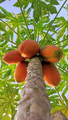 the fruit is growing on the tree and ready to be picked from it's branches