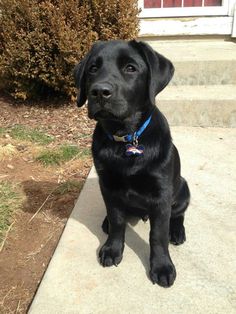 a black dog sitting on top of a sidewalk next to grass and bushes in front of a house