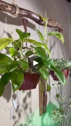 some plants are hanging from a wooden branch