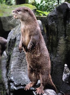 an otter standing on its hind legs in front of some rocks