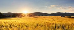 the sun shines brightly over a field of ripening wheat in this rural setting