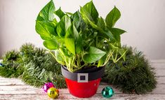 a potted plant sitting on top of a wooden table next to some christmas decorations