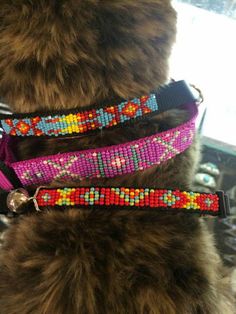 the dog is wearing three different beaded collars on it's back legs