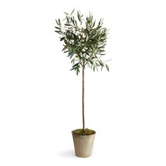 Olive Tree Potted 46 French Farmhouse Living Room, Olive Tree In Pot, Wood Turned Candle Holders, Potted Olive Tree, Tree In Pot, Modern Farmhouse Kitchen Decor, Faux Olive Tree, Olive Branches, Beige Ceramic