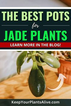 the best pots for jade plants learn more in the blog