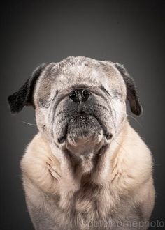 a small pug dog is looking up at the camera