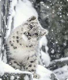 a baby snow leopard standing on its hind legs in the snow