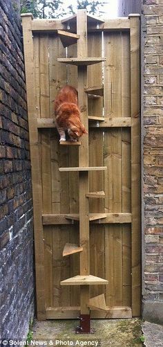 an orange cat laying on top of a wooden shelf in a fenced off area