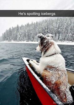 a dog is sitting in a boat on the water while it's snowing