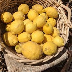 a basket full of lemons sitting on the ground