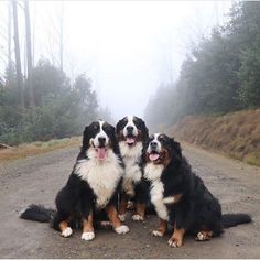 three dogs sitting on the side of a dirt road with trees in the back ground