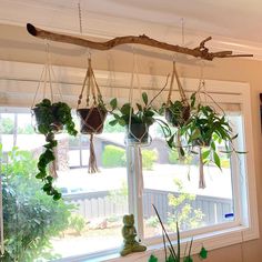 some plants hanging from a window sill in front of a large window with the sun shining through