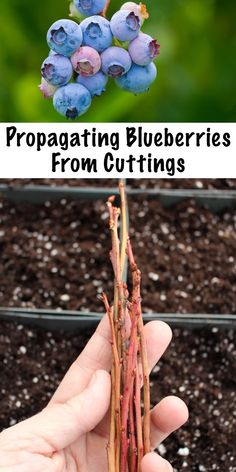 blueberries are growing from the ground and being held up by someone's hand