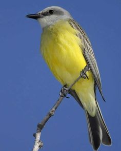 a yellow and gray bird sitting on top of a tree branch against a blue sky