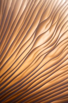 an abstract photo of sand dunes in the desert at sunset or sunrise with soft light