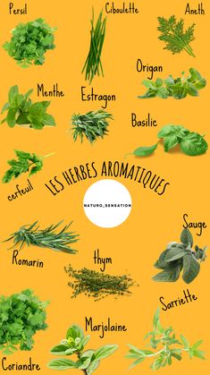 the different types of herbs are shown in this chart, and each has their own name