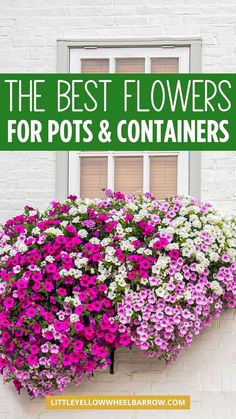 the best flowers for pots and containers