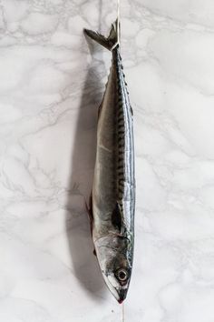 a fish on a white marble counter top