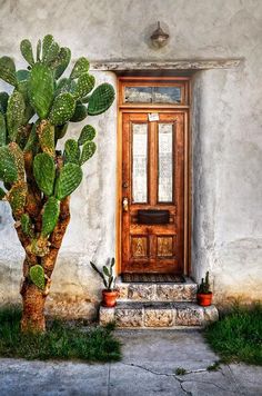 a cactus next to a door on a building