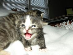 a kitten that is sitting on top of a white blanket and looking at the camera