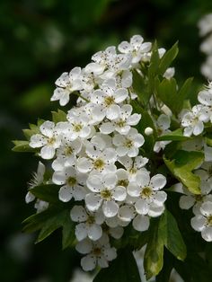 white flowers with green leaves in the background