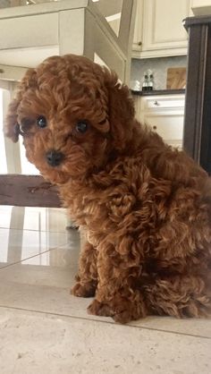 a small brown dog sitting on top of a kitchen floor next to a wooden table