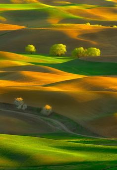 the rolling hills are covered in yellow and green grass, with trees on each side