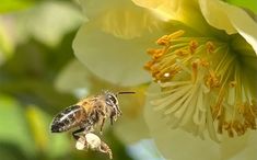 Bee-Tech Group is transforming South African agriculture with pollination technologies that boost crop yields and enhance sustainability. Founder Michiel Bruggeman spoke to Octavia Avesca Spandiel. Bee Keeping, South African, Agriculture, Sustainability, Bee