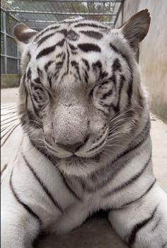 a large white tiger laying on top of a wooden floor next to a caged area