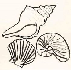 three seashells are shown in black and white