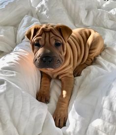 a brown dog laying on top of a white bed covered in blankets and pillows with the caption instagram view all 48 comments