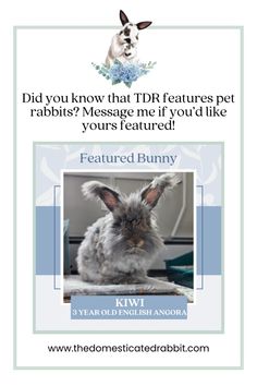 a flyer for a pet rabbit that has been placed on the front of a poster