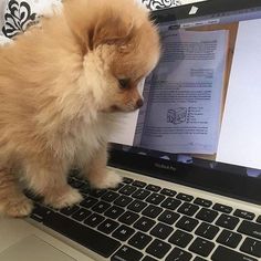 a small dog sitting on top of a laptop computer