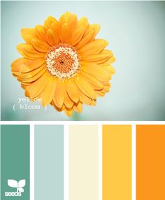 an orange flower with green and yellow stripes in the center is surrounded by color swatches